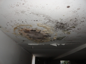 Mold Damage Remediation Removal