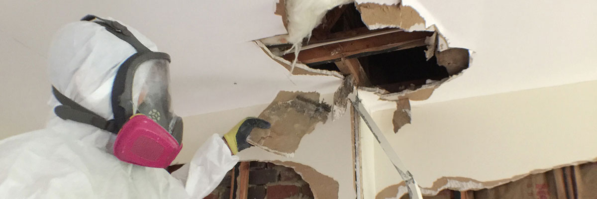 Mold Remediation and Removal Services in Annandale VA